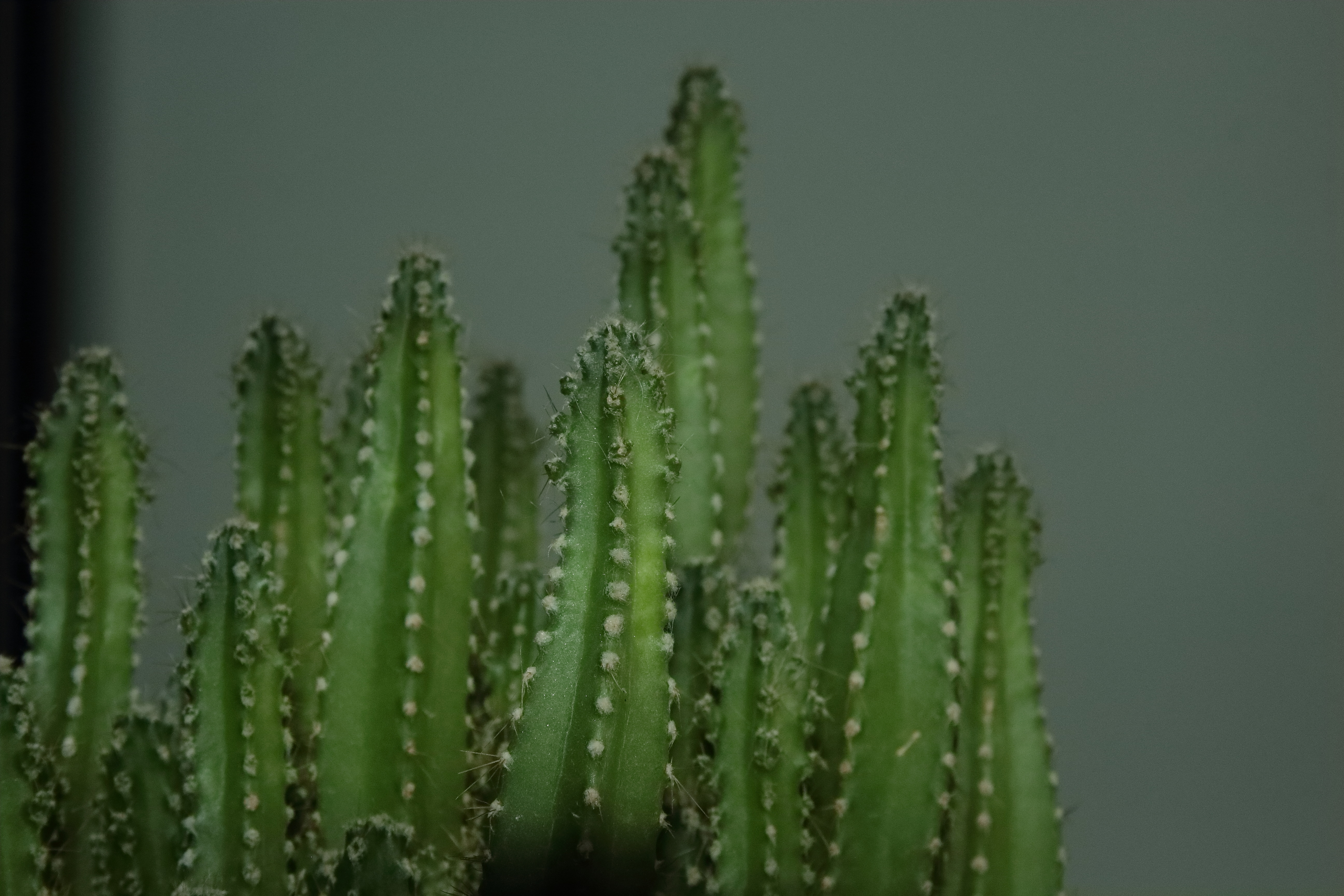 A detailed picture of a small cactus